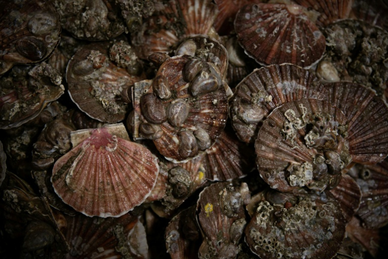 Les deux principaux gisements français de coquilles Saint-Jacques se portent "globalement bien", malgré un recul de 30% de la biomasse exploitable en baie de Seine ( AFP / Lou BENOIST )