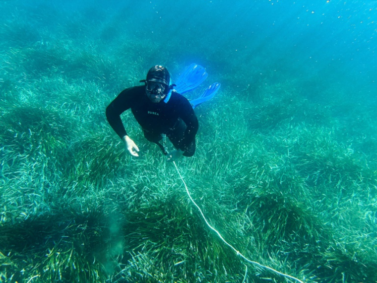 Vincent Bardinal, garde-moniteur, observe des plantes marines connues sous le nom de Posidonie, lors d'une plongée dans la baie de La Palud au large du parc national de l'île de Port-, le 8 mai 2025Cros à Hyères ( AFP / Miguel MEDINA )