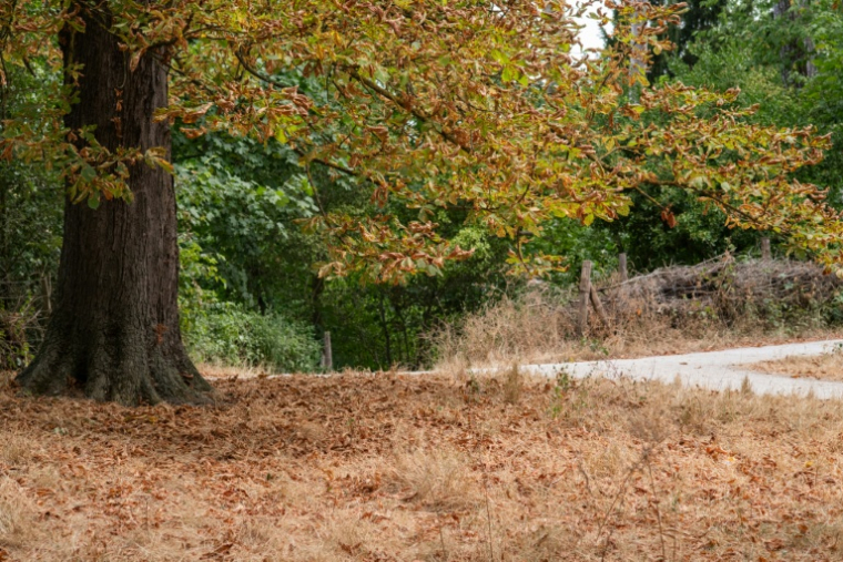 Le bois de Vincennes dans le 12e arrondissement de Paris, le 13 juillet 2026, en pleine vague de chaleur ( AFP / Martin LELIEVRE )