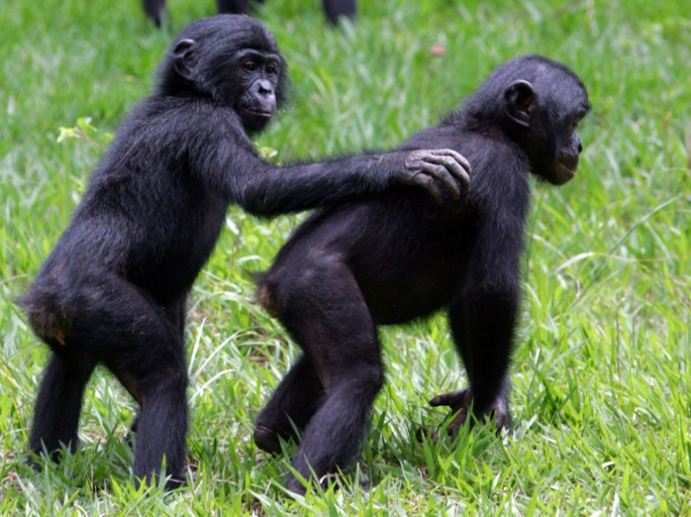 Des bonobos dans le parc "Lola ya bonobo" près de Kinshasa, le 4 novembre 2006 en RDC ( AFP / ISSOUF SANOGO )