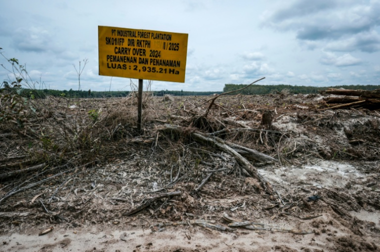 Un panneau affichant le permis de concession d'Industrial Forest Plantation (IFP) à Lahei Mangkutup, dans la régence de Kapuas du Kalimantan central, le 11 février 2026 en Indonésie ( AFP / BAY ISMOYO )