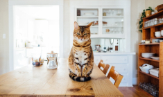 Elle menace de tuer le chat de sa voisine, son bail de location est résilié (Crédi Photo: Paul Hanaoka - Unsplash)