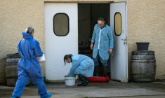 Des vétérinaires ont vacciné un troupeau de bovins contre la dermatose nodulaire contagieuse (NDC), à Chaussenans, le 17 octobre 2025 ( AFP / ARNAUD FINISTRE )