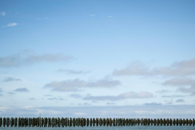 Pieux couverts de moules de bouchot, à marée basse à Bricqueville-sur-Mer, dans la Manche, le 13 septembre 2026 ( AFP / Guillaume SALIGOT )