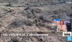 L'ONU appelle à plus d'engagement des Etats contre la déforestation