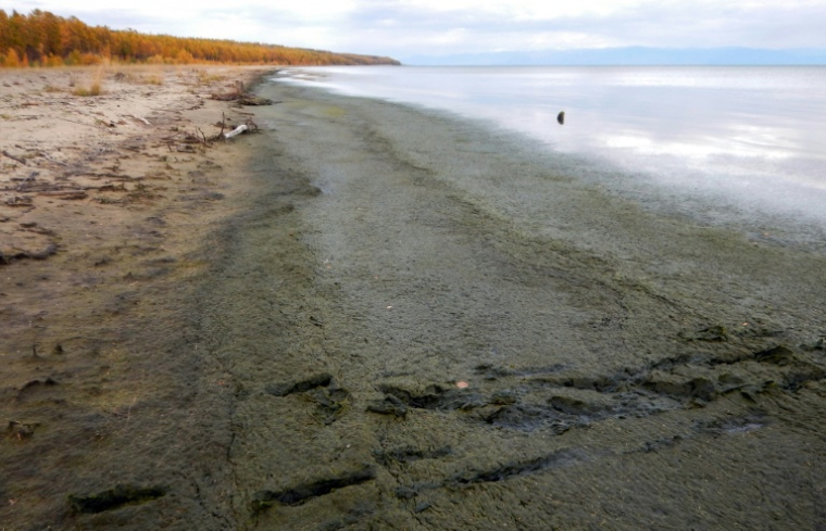 Une photo de presse prise le 23 septembre 2017 et fournie par Oleg Timoshkin, biologiste à l'Institut de limnologie de l'Académie russe des sciences à Irkoutsk, montre les rives du lac Baïkal, dans le sud de la Sibérie orientale, en Russie ( Russian Academy of Sciences' Limnological Institute / Oleg TIMOSHKIN )