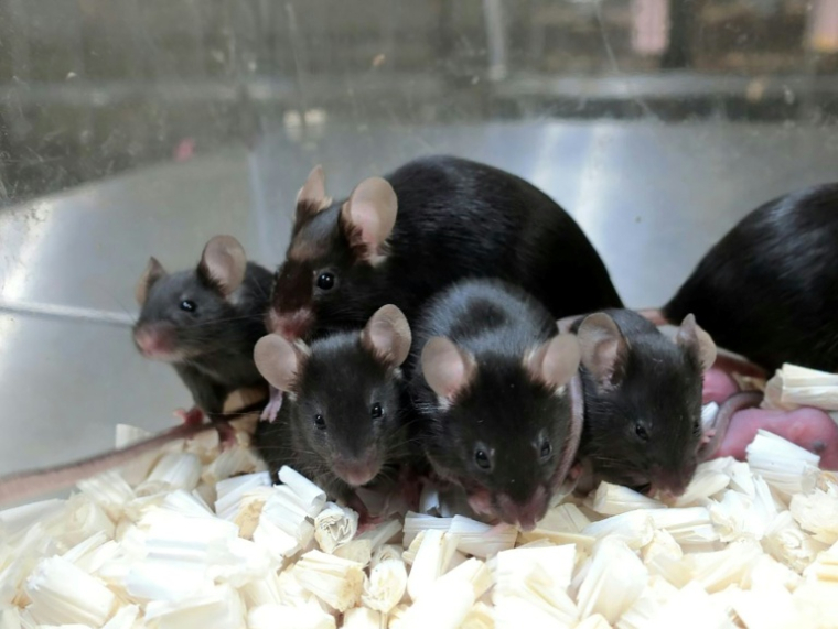 Il existe une limite biologique au clonage des mammifères, souligne des chercheurs japonais dans une étude qui évoque un risque "d'effondrement mutationnel" ( University of Yamanashi / Teruhiko Wakayama )