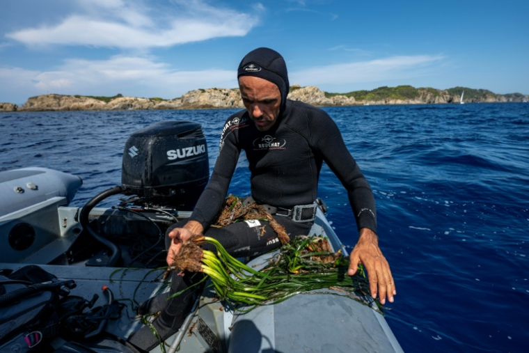 Le plongeur du Parc national de Port-Cros Thomas Abiven montre un herbier de Posidonie arraché par une ancre, près de l'île de Porquerolles, en France, le 12 août 2026 ( AFP / Miguel MEDINA )