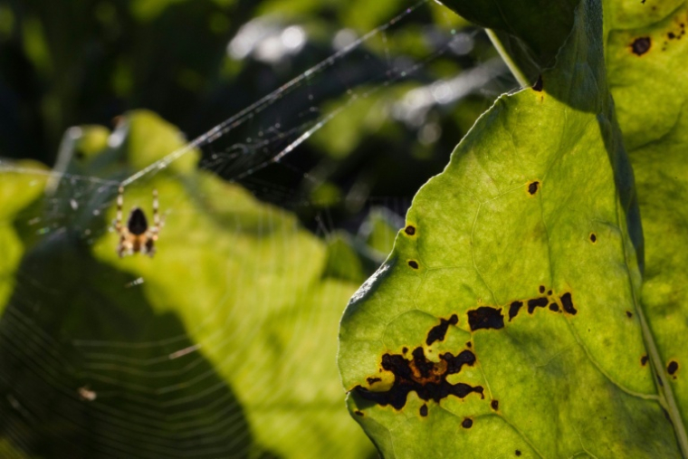 Une feuille de betterave abîmée par le virus de la jaunisse dans un champ à Saint-Christophe-sur-Condé, le 11 août 2025 dans l'Eure ( AFP / JOEL SAGET )