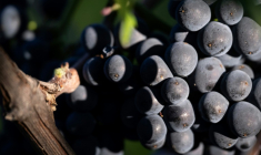 Une grappe de pinot noir destiné à la production de Crémants, lors des vendanges au Domaine Moellinger, à Wettolsheim (Est de la France), le 19 août 2025 ( AFP / SEBASTIEN BOZON )