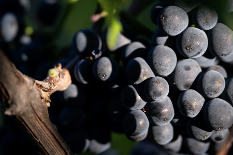Une grappe de pinot noir destiné à la production de Crémants, lors des vendanges au Domaine Moellinger, à Wettolsheim (Est de la France), le 19 août 2025 ( AFP / SEBASTIEN BOZON )