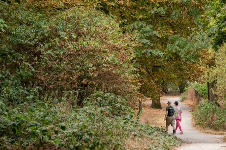Un couple passe devant des arbres aux feuilles desséchées par le stress hydrique au bois de Vincennes, près de Paris, le 13 juillet 2026 lors d'une vague de chaleur en France ( AFP / Martin LELIEVRE )