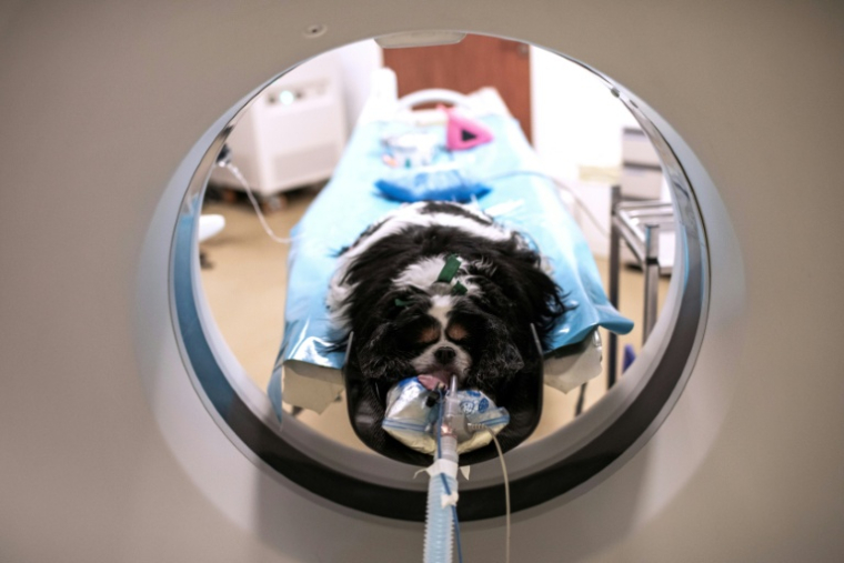 NLa chienne Naki subit un examen de dépistage du cancer à l'hôpital vétérinaire de Maison-Alfort, le 9 juin 2026 dans le Val-de-Marne ( AFP / Behrouz MEHRI )