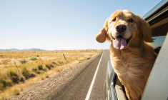 En choisissant un modèle de voiture peu volé, peu récent et peu puissant, vous bénéficiez de tarifs avantageux pour votre assurance automobile. ( crédit photo : Shutterstock )