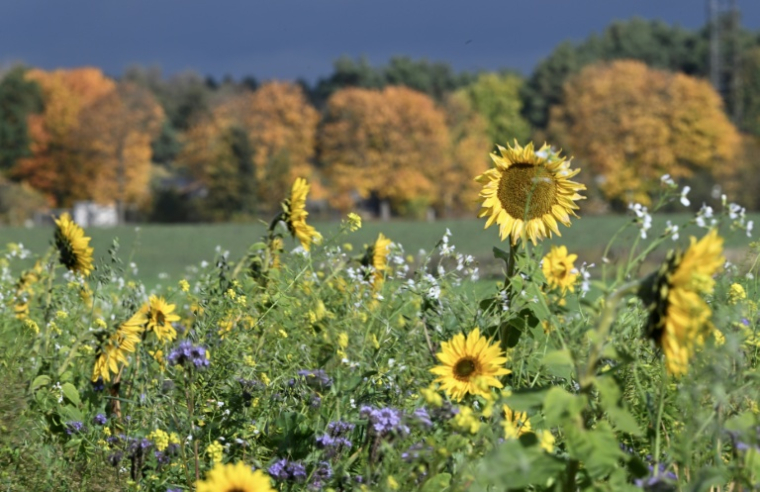Des tournesols et d'autres fleurs dans une prairie à Oranienburg, près de Berlin, le 22 octobre 2024 en Allemagne ( AFP / RALF HIRSCHBERGER )