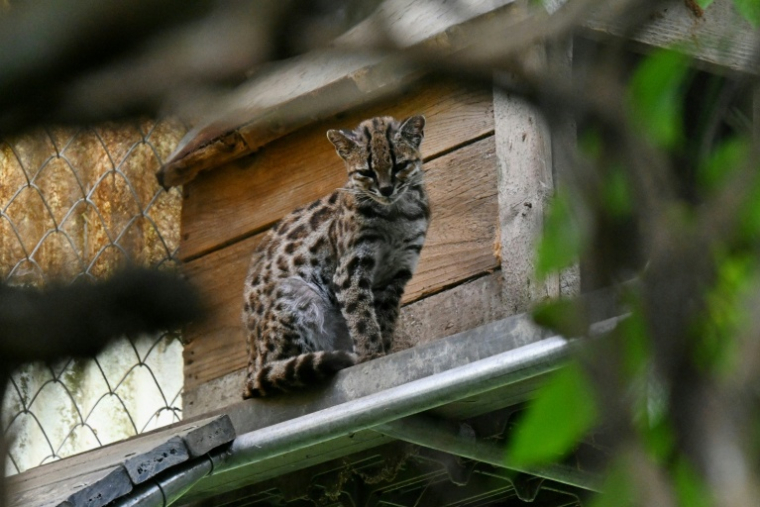 Un chat tigre Tilcayo (Leopardus tilcayo) au sanctuaire de la faune sauvage de Senda Verde, en Bolivie, le 22 septembre 2026 ( AFP / AIZAR RALDES )