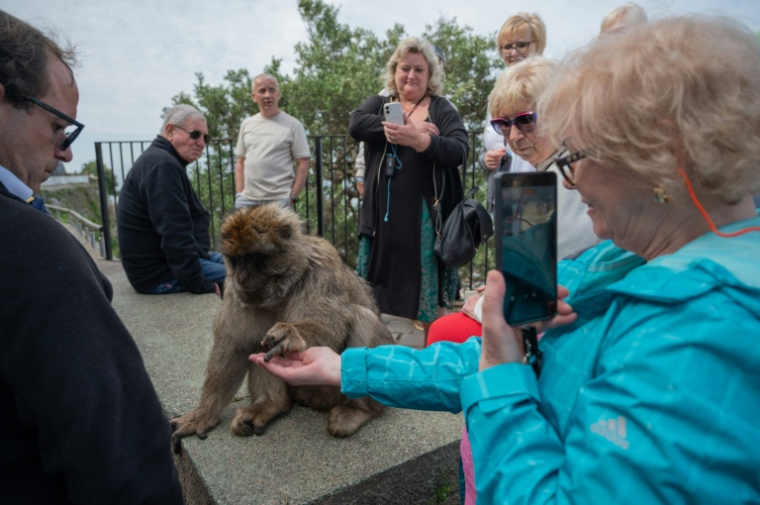 Une touriste donne à manger à un macaque à Gibraltar le 6 mai 2026 ( AFP / JORGE GUERRERO )