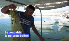 Grèce: les poissons-ballons dévastent la pêche en Crète