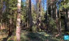 En Franche-Comté, des arbres en situation de vulnérabilité