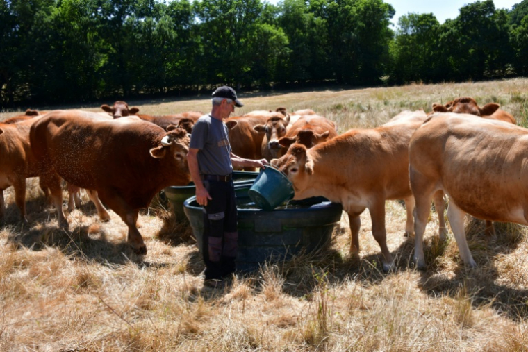 L'éleveur Pascal Mareix donne de l'eau à ses vaches à Mazeirat, le 7 juillet 2026 dans la Creuse ( AFP / PASCAL LACHENAUD )