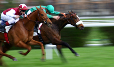 Avec 12.097 ventes, les yearlings sont majoritaires, suivis des juments avec 4.951 ventes et des chevaux d’entraînement avec 3.417 ventes. (crédit: Adobe Stock)