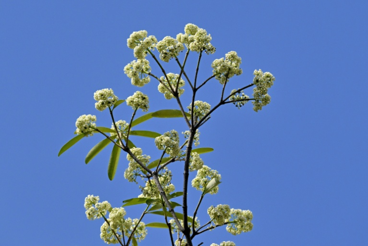 Des fleurs de lait d'un arbre hoa sua à Hanoï au Vietnam le 16 octobre 2026 ( AFP / Nhac NGUYEN )