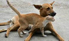 Traiter son chat ou son lapin avec un produit antiparasitaire destiné aux chiens peut avoir des effets indésirables graves, voire mortels, avertit l'Anses ( AFP / MANJUNATH KIRAN )
