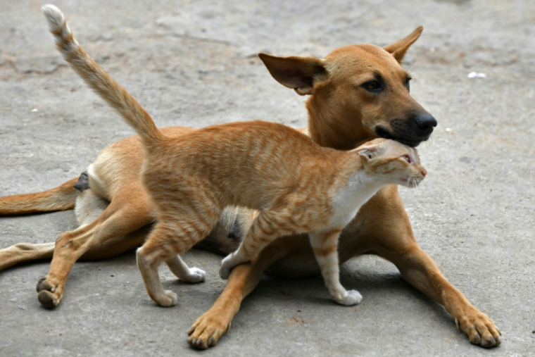 Traiter son chat ou son lapin avec un produit antiparasitaire destiné aux chiens peut avoir des effets indésirables graves, voire mortels, avertit l'Anses ( AFP / MANJUNATH KIRAN )
