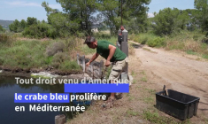 Le crabe bleu, prédateur venu d'Amérique