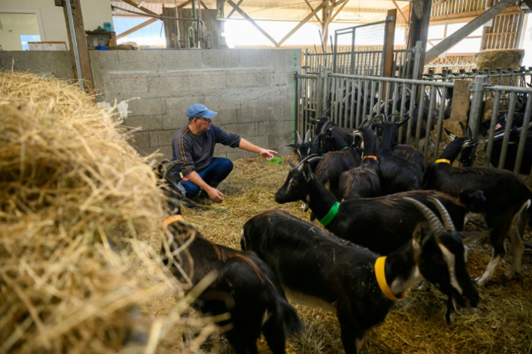 Laurent, un détenu en fin de peine, s'occupe de chèvres à la ferme Ker Madeleine, à Saint-Gildas-des-Bois, le 17 octobre 2025 en Loire-Atlantique ( AFP / Loic VENANCE )
