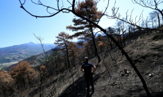 Le chef des pompiers Ilir Llapushi inspecte les dégâts causés par des incendies à Skenderbegas, près de Gramsh, dans le centre de l'Albanie, le 16 septembre 2025  ( AFP / Adnan Beci )