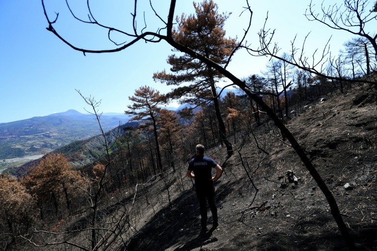 Le chef des pompiers Ilir Llapushi inspecte les dégâts causés par des incendies à Skenderbegas, près de Gramsh, dans le centre de l'Albanie, le 16 septembre 2025  ( AFP / Adnan Beci )