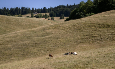Des vaches dans une prairie desséchée au Locle, dans l'ouest de la Suisse, le 28 juillet 2026 ( AFP / Fabrice COFFRINI )
