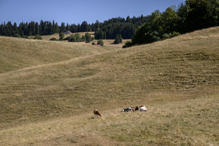 Des vaches dans une prairie desséchée au Locle, dans l'ouest de la Suisse, le 28 juillet 2026 ( AFP / Fabrice COFFRINI )
