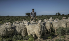 Des chèvres mohair et leur berger dans un pâturage dans les environs de la ferme Wheatlands, à Graaf-Reinet, en Afrique du Sud le 4 mars 2026. ( AFP / MARCO LONGARI )