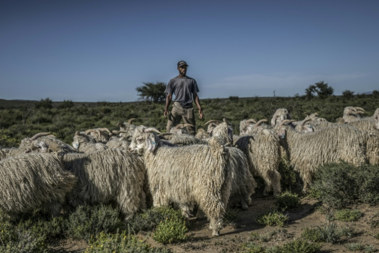 Des chèvres mohair et leur berger dans un pâturage dans les environs de la ferme Wheatlands, à Graaf-Reinet, en Afrique du Sud le 4 mars 2026. ( AFP / MARCO LONGARI )