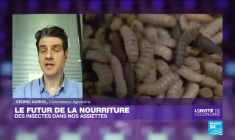 Alimentation : "En 2030, 390 millions d'Européens auront consommé des insectes"