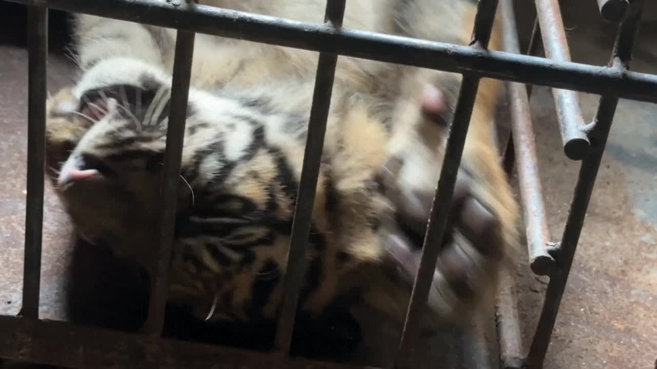 Indonésie: rare naissance d'un tigre de Sumatra