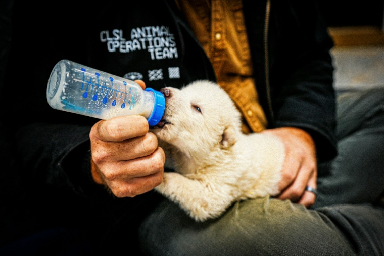 Image non datée et non localisée, diffusée avec l'autorisation de Colossal Biosciences, montrant l'un des petits "loups sinistre" ( Colossal Biosciences / - )