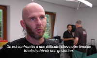 Insémination en France pour une panthère de l'Amour, le plus menacé des félins