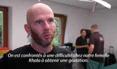 Insémination en France pour une panthère de l'Amour, le plus menacé des félins