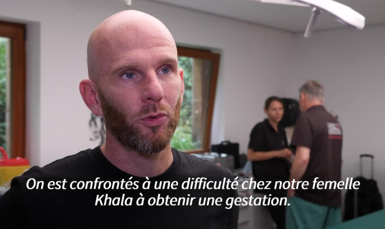 Insémination en France pour une panthère de l'Amour, le plus menacé des félins