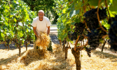 Le vigneron Florian Weingart éparpille de la paille sur le sol pour garder l’humidité dans la terre dans son vignoble de Spay, dans l'ouest de l'Allemagne, le 14 août 2026 ( AFP / Torsten Silz )