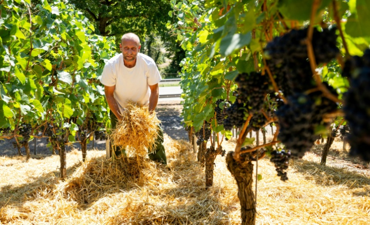 Le vigneron Florian Weingart éparpille de la paille sur le sol pour garder l’humidité dans la terre dans son vignoble de Spay, dans l'ouest de l'Allemagne, le 14 août 2026 ( AFP / Torsten Silz )