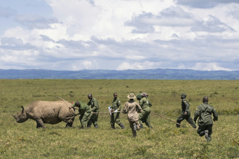 Des vétérinaires et des rangers s'activent autour d'un rhinocéros devant être transféré dans un autre parc, dans le parc national de Nakuru, au Kenya, le 7 juin 2025 ( AFP / Tony KARUMBA )