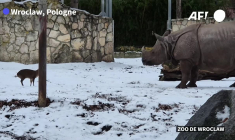 13 kg contre 1,7 tonne: un petit cerf s'attaque à un rhinocéros dans un zoo polonais