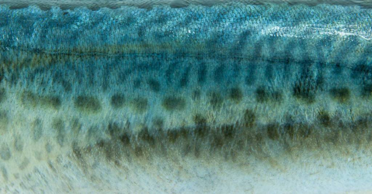 Santé: un pansement en peau de poisson pour soigner les brûlures