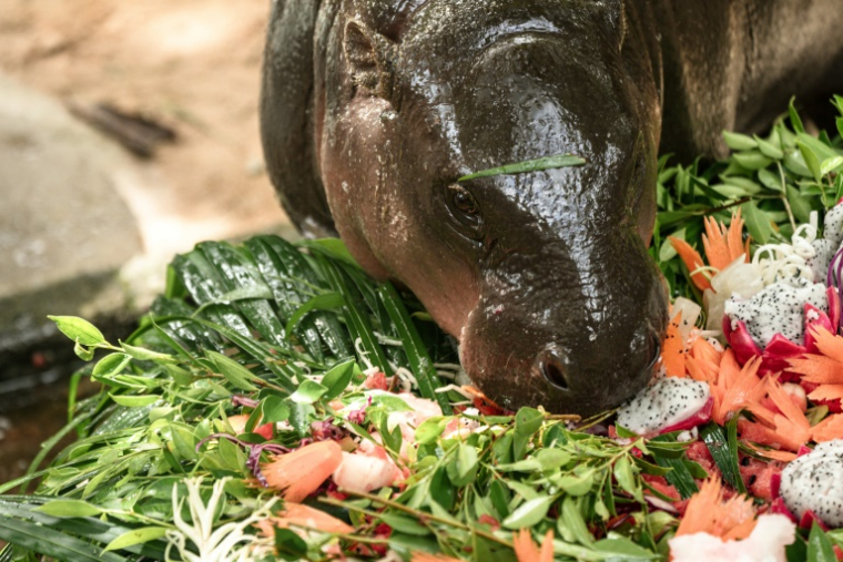 Le bébé hippopotame pygmée Moo Deng mange son gâteau d'anniversaire au zoo de Khao Kheow, le 10 juillet 2025 à Chonburi, en Thaïlande ( AFP / Chanakarn Laosarakham )
