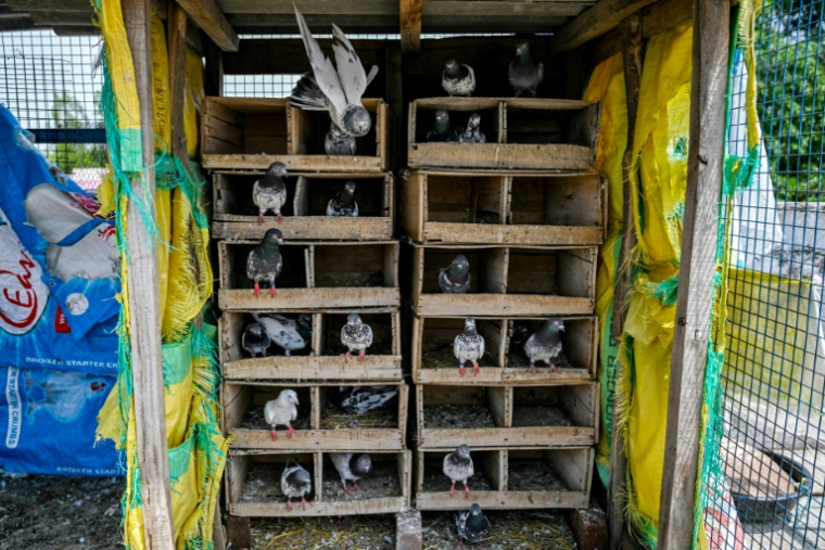 Des pigeons dans des cages dans le village frontalier de Pangali, près de la ligne de contrôle, dans le district de Jammu, le 3 mai 2025 en Inde ( AFP / Punit PARANJPE )