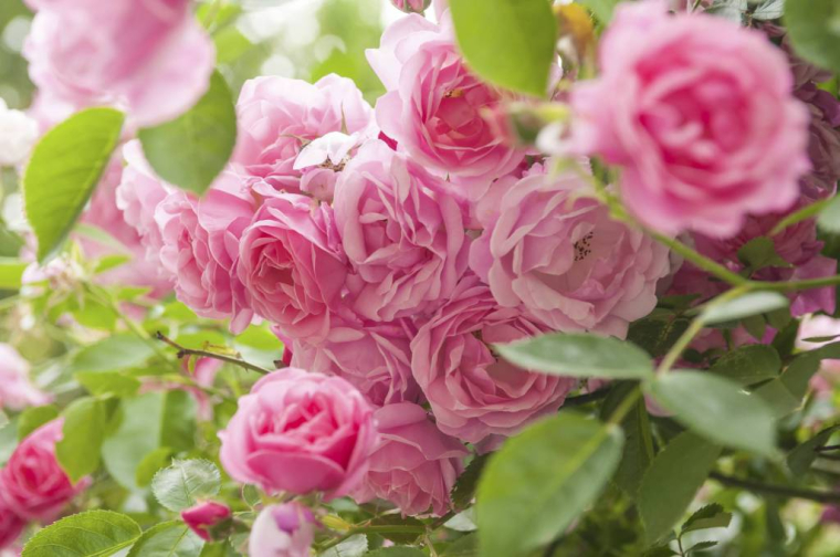 Les roses de qualité méritent un label